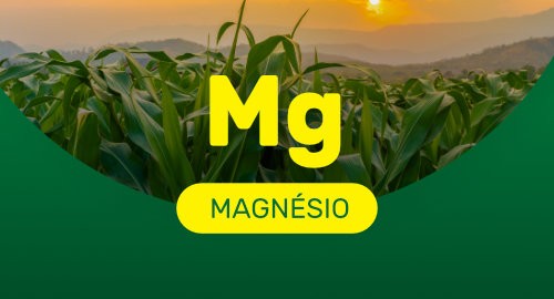 Magnésio: essencial para completar o ciclo da planta!
