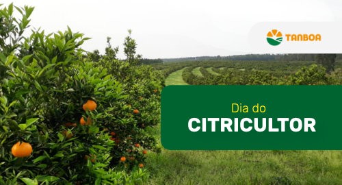 Dia do Citricultor! Confira os benefícios dos citros em sua saúde